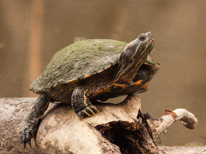 Red Eared Slider sitting on Tree Bark