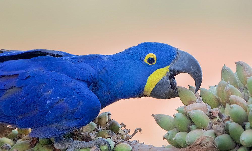 Baby Hyacinth Macaw Eating Food