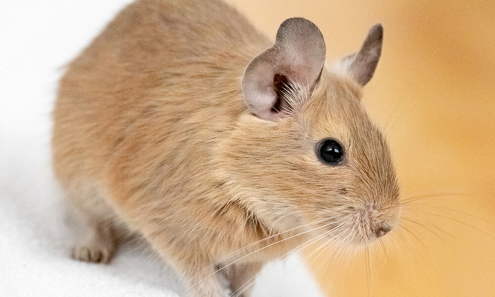 Brown Degu Looking Curiously