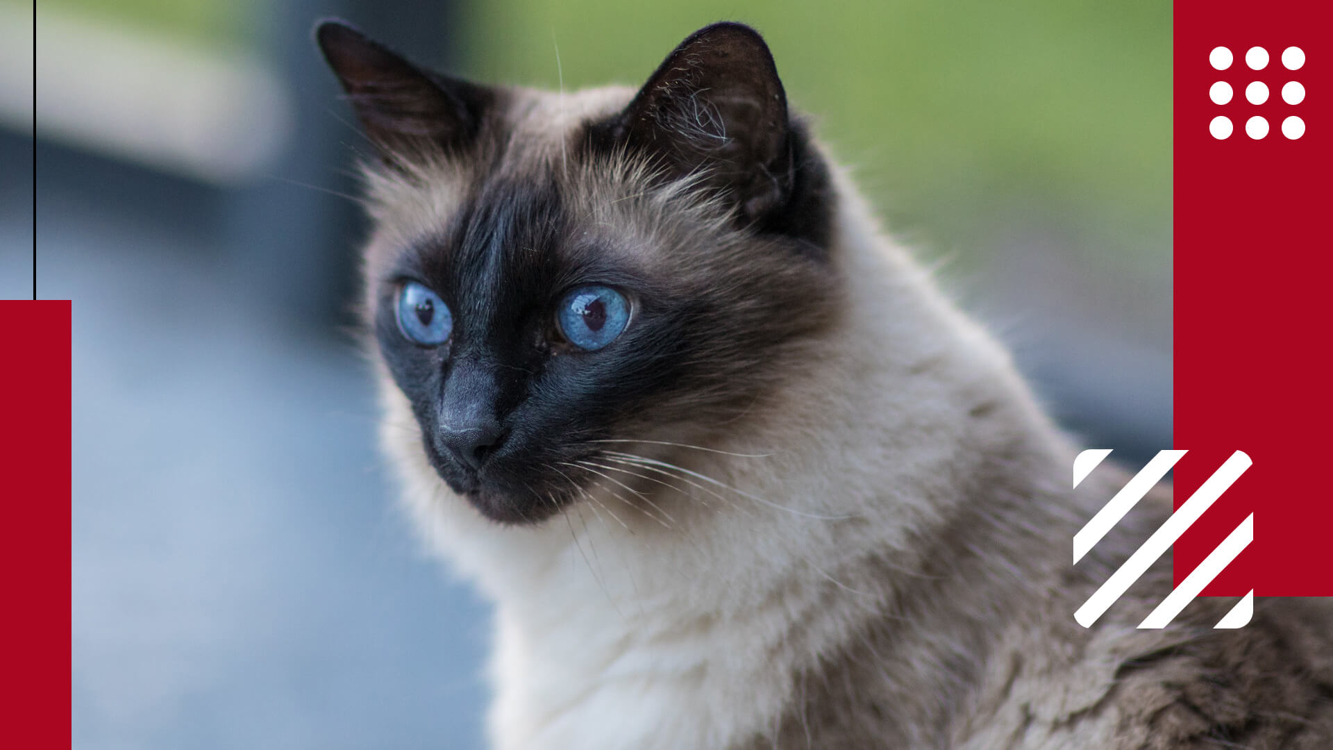 Pet Balinese Cat Featured Image