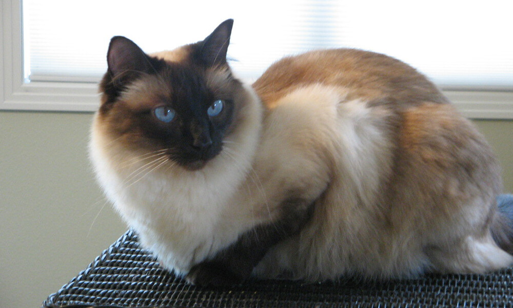 Pet Balinese Cat Looking Sideways