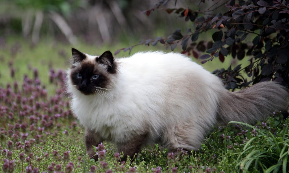 Pet Balinese Cat Walking in Garden