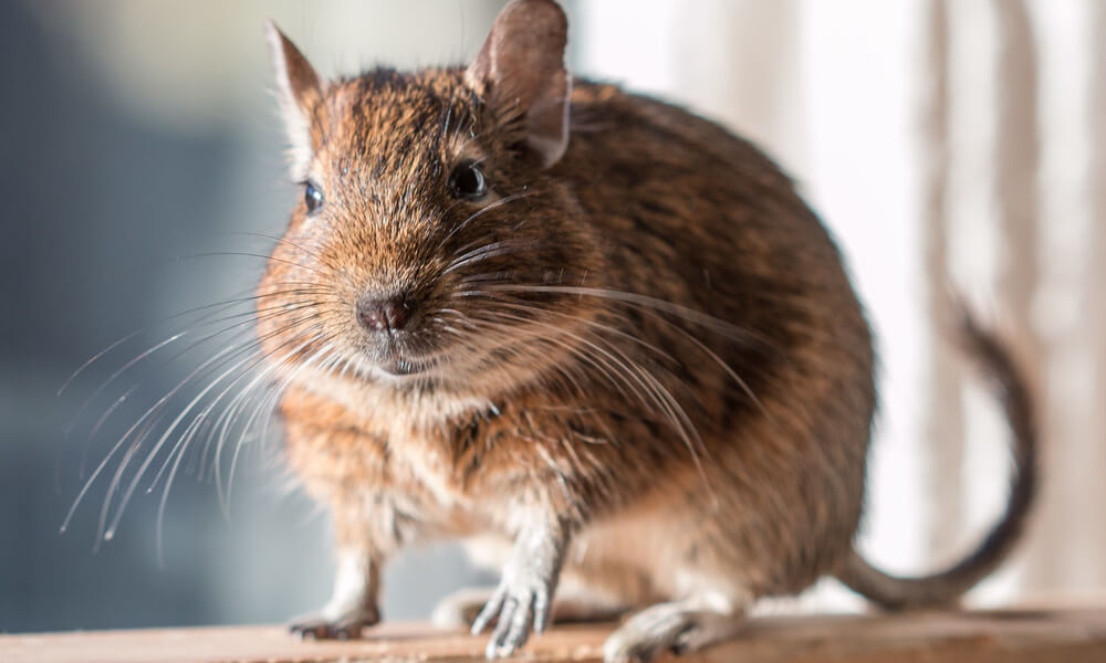 Pet Degu Closeup Shot