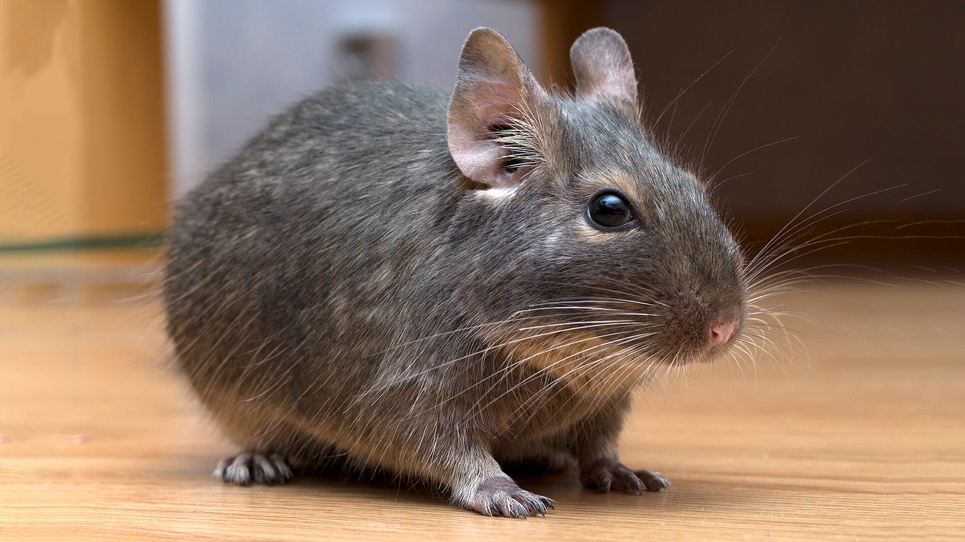 Pet Degu Personality Diet Habitat Care Lil Pet Pet Degu Personality Diet Habitat Care Lil Pet