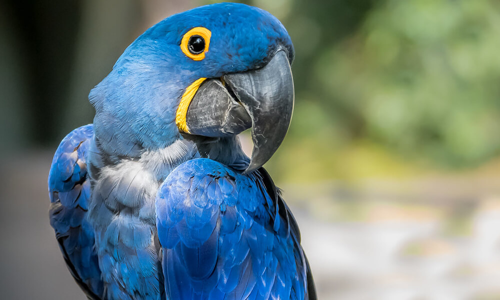 Pet Hyacinth Macaw Looking Eagerly