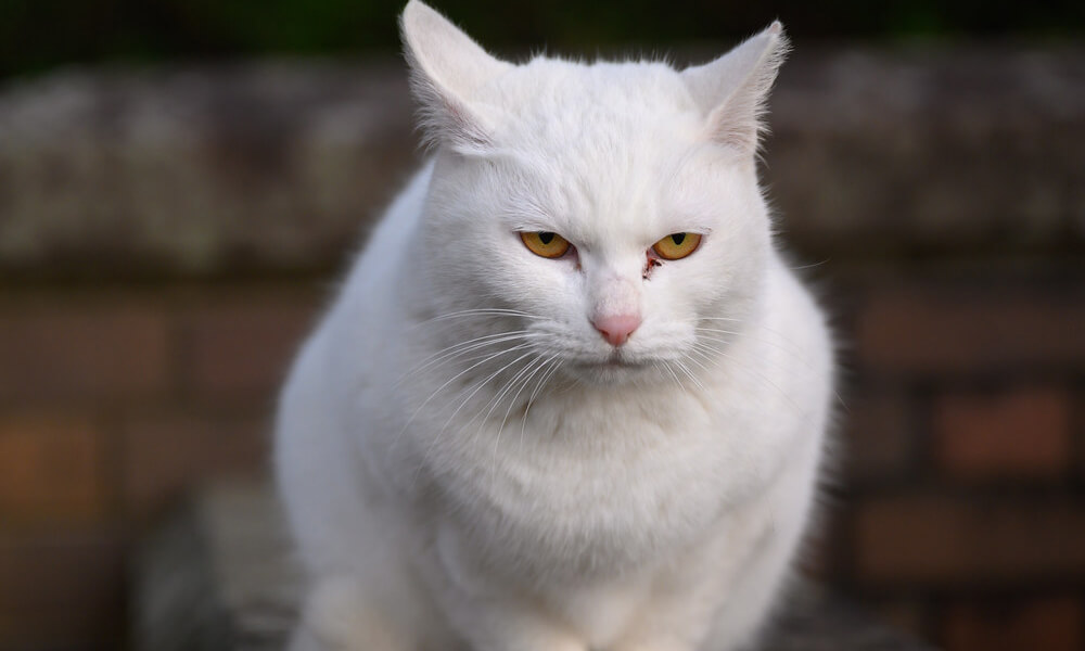 Pet White Cat Looking Seriously