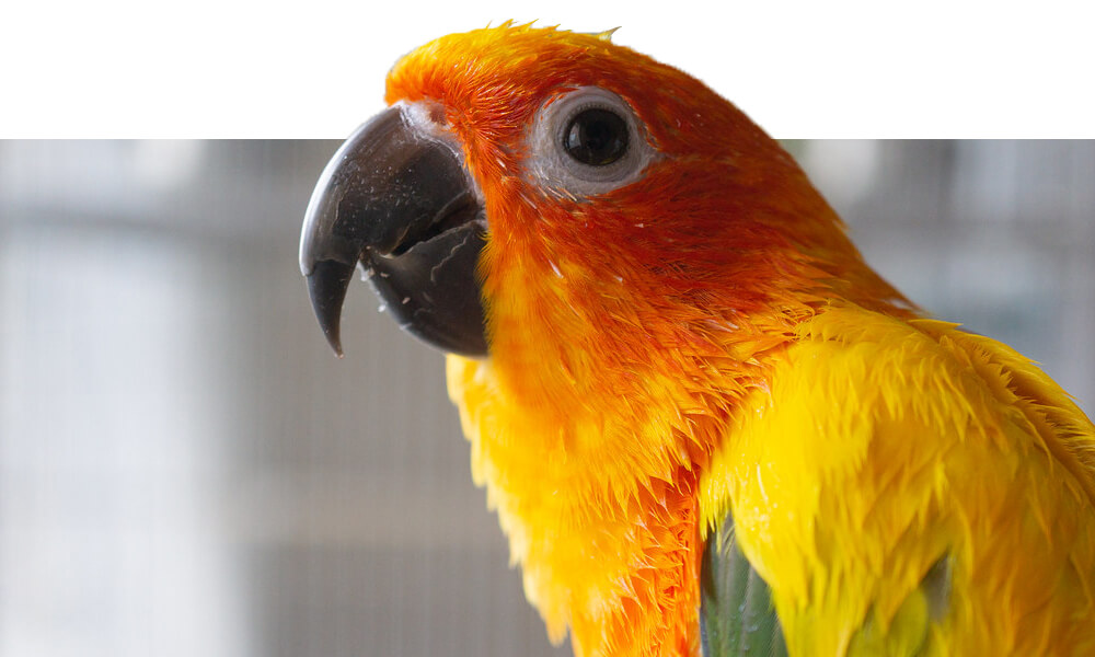 Pet Sun Conure Close Up Photo