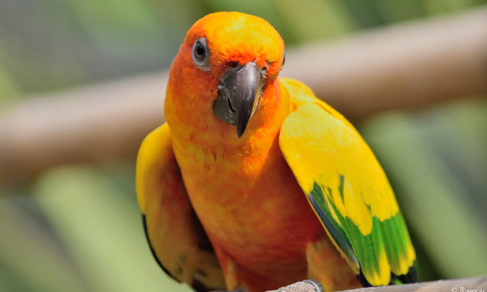 Pet Sun Conure Looking Down Eagerly