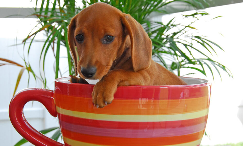 Teacup Dog Click