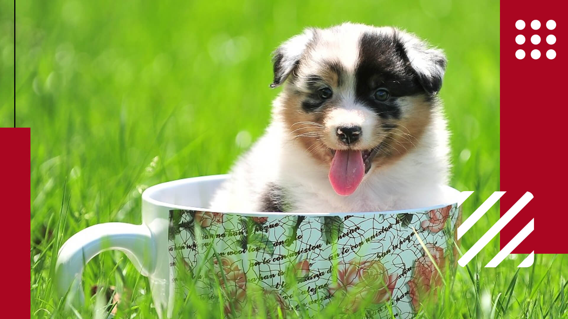 Teacup Dogs Featured Image