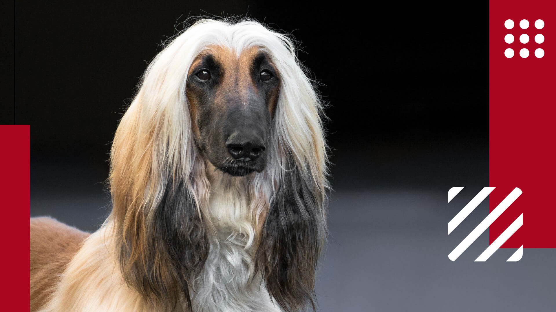 Afghan Hound Featured Image