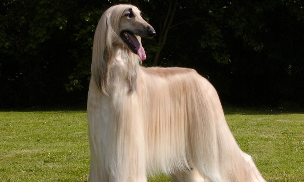 Afghan Hound With Long Silky Hair