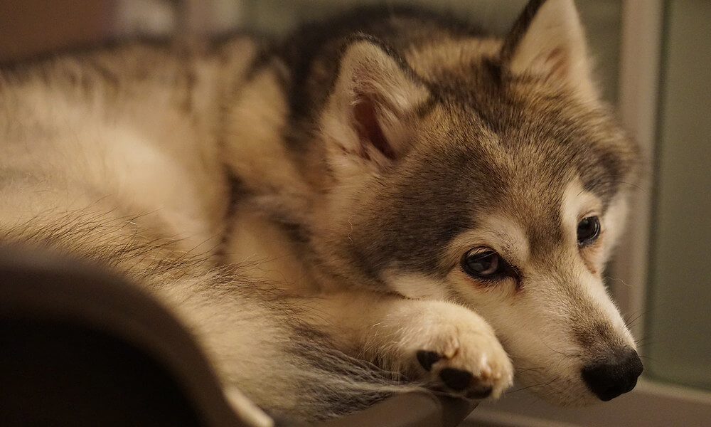 Alaskan Klee Kai Resting