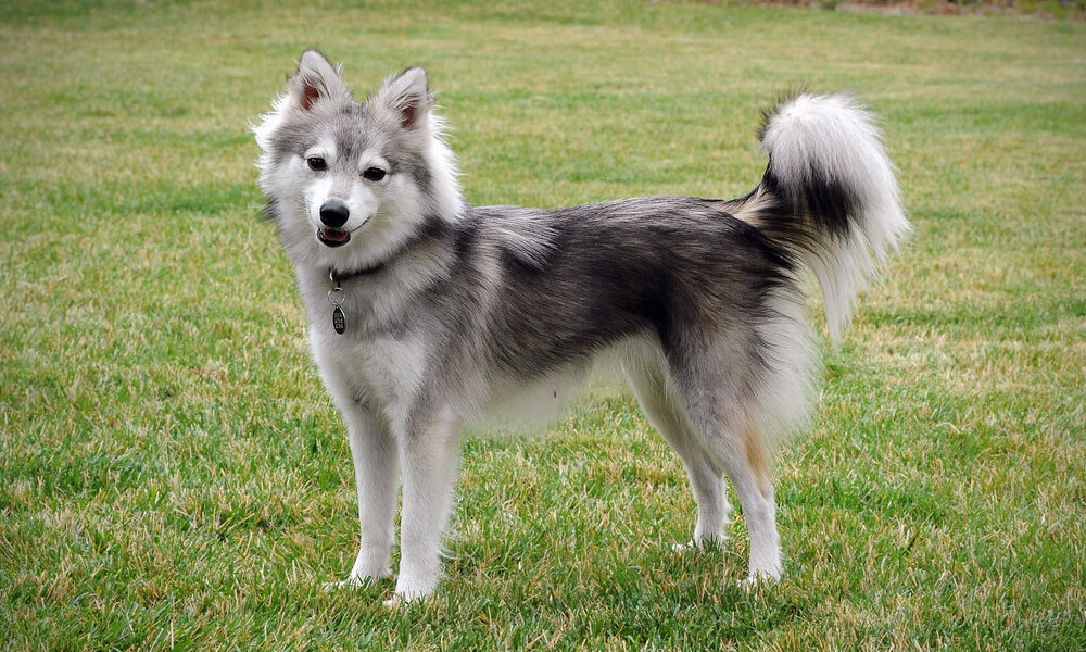 Alaskan Klee Kai Standing and Looking