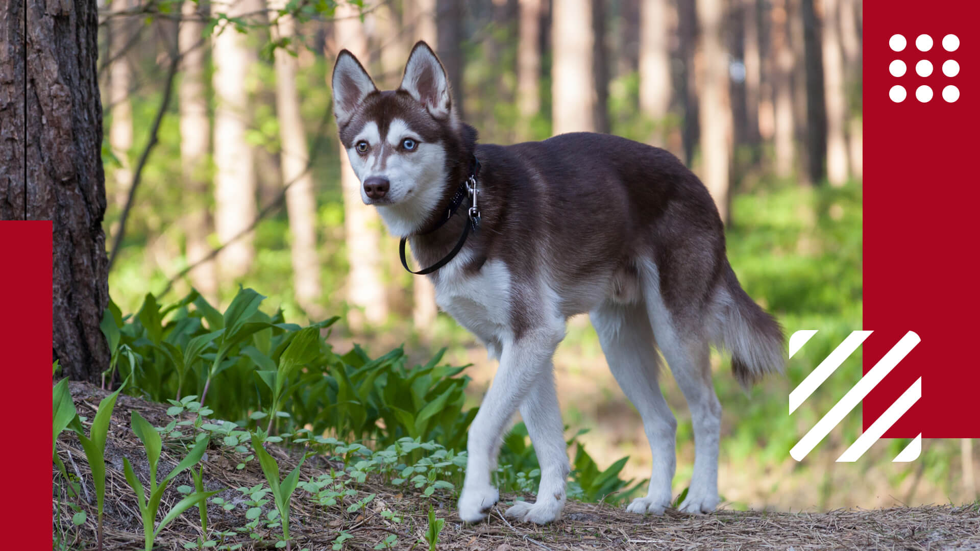 Alaskan Klee Kai Dog Breed - Facts and Personality Traits