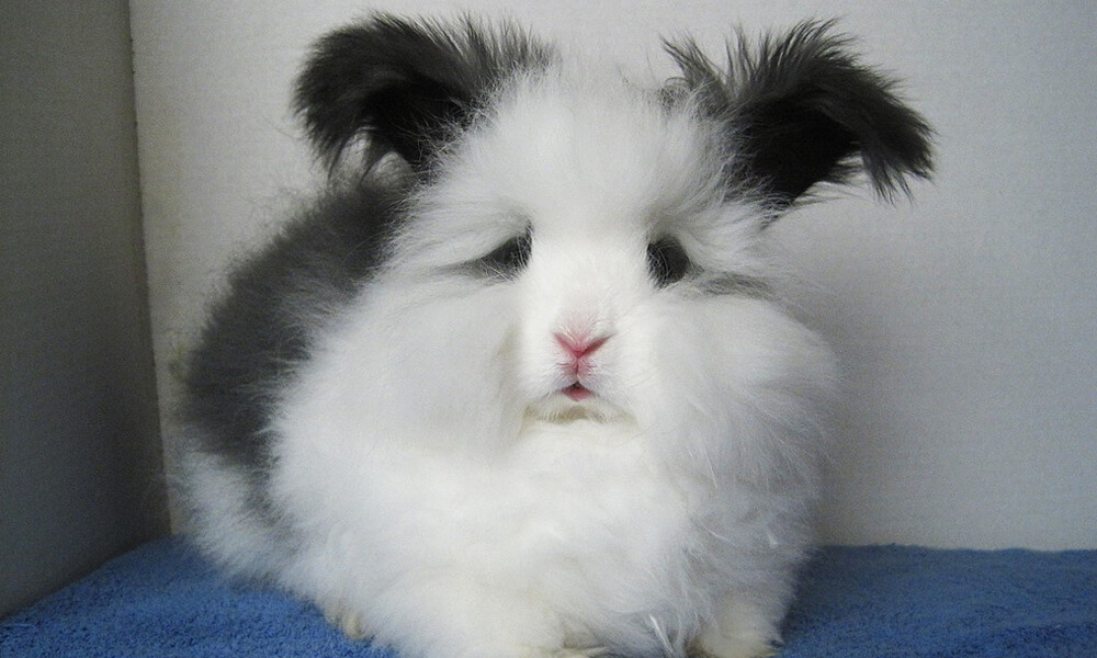 Cute Angora Rabbit Posing