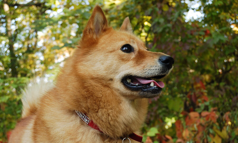 Finnish Spitz Looking Sideways Curiously