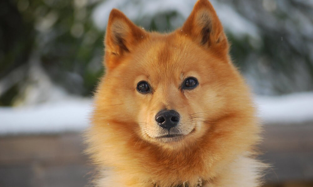 Finnish Spitz Staring Directly