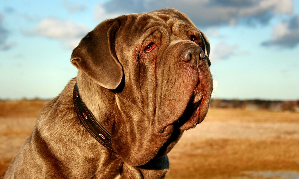 Neapolitan Mastiff Looking Tired