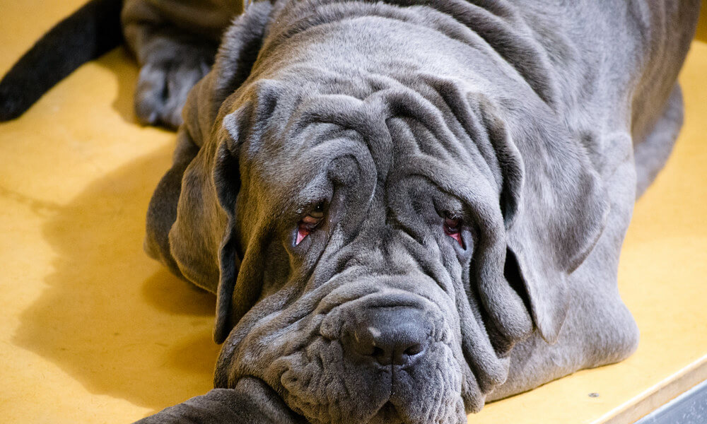 Neapolitan Mastiff Resting on the Floor