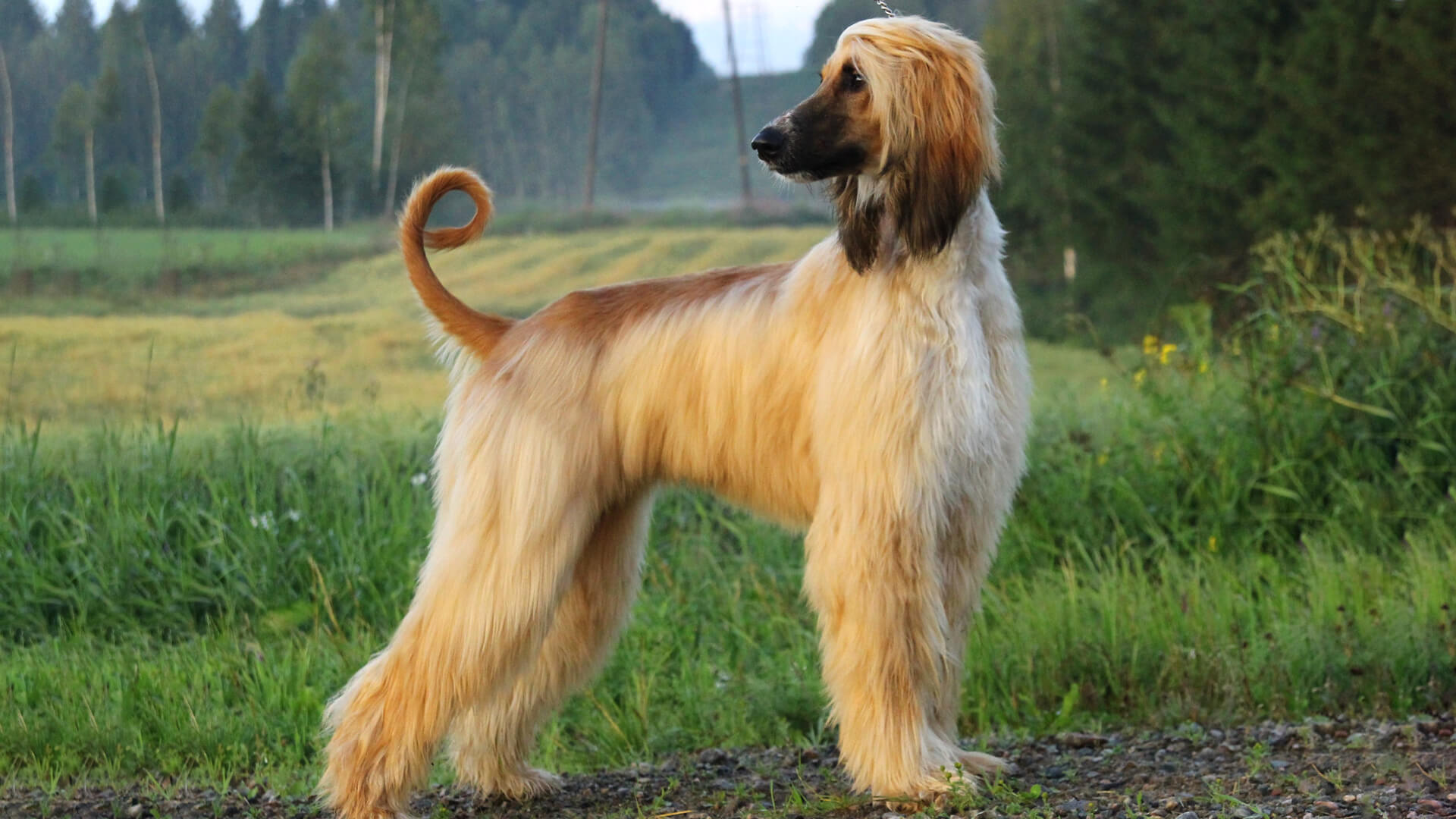 Pet Afghan Hound Featured Image
