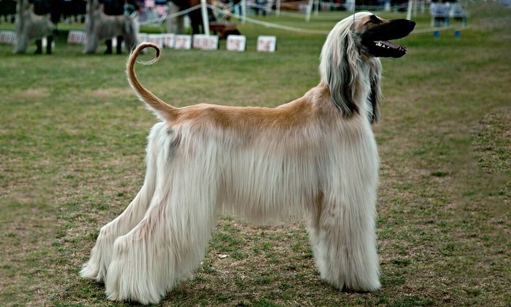 Pet Afghan Hound Side View