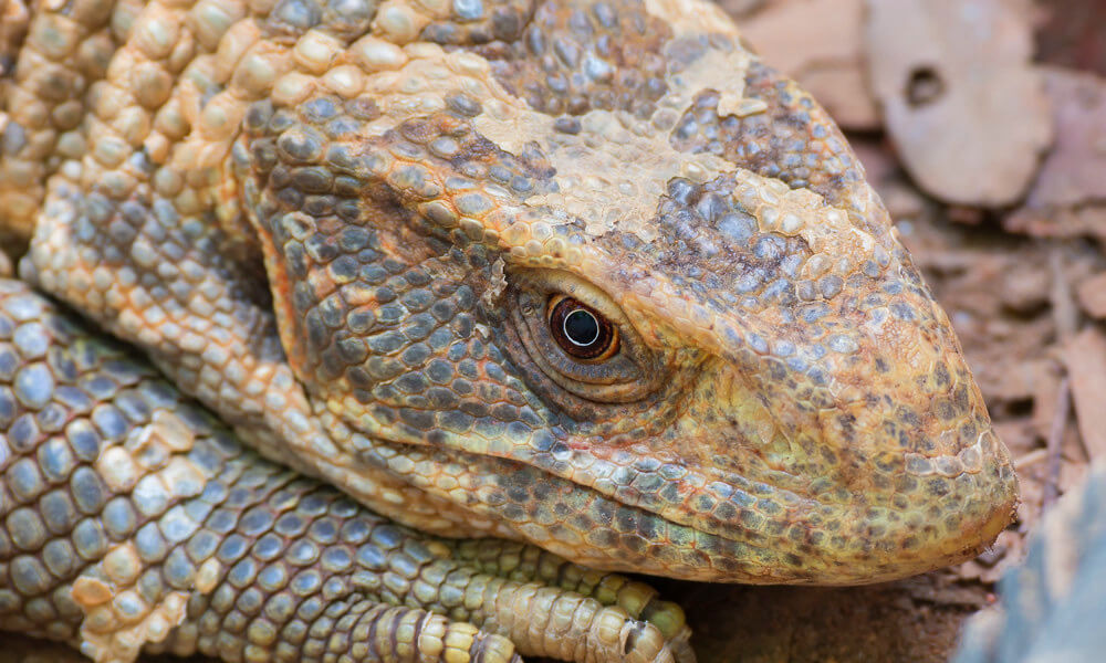 Pet Savannah Monitor Lying Down