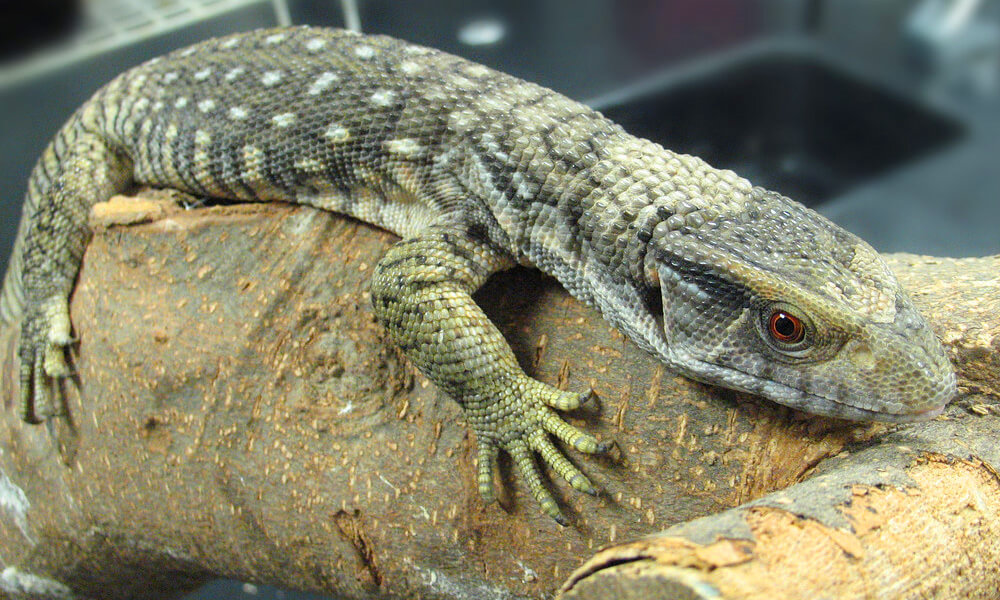 Pet Savannah Monitor Resting on Tree Branch