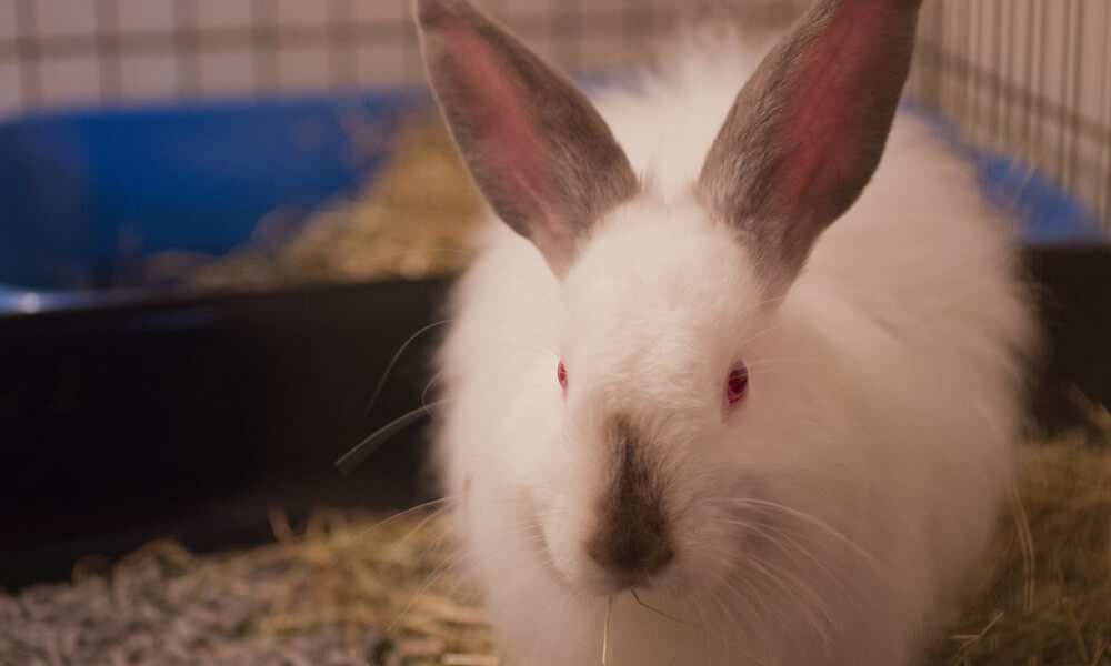 White Angora Rabbit inside Cage