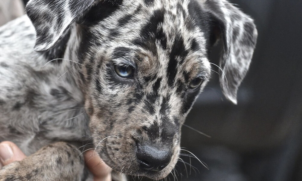Catahoula Leopard Dog Puppy Closeup Image