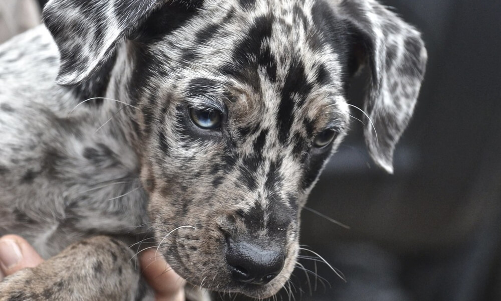 are catahoula dogs dangerous