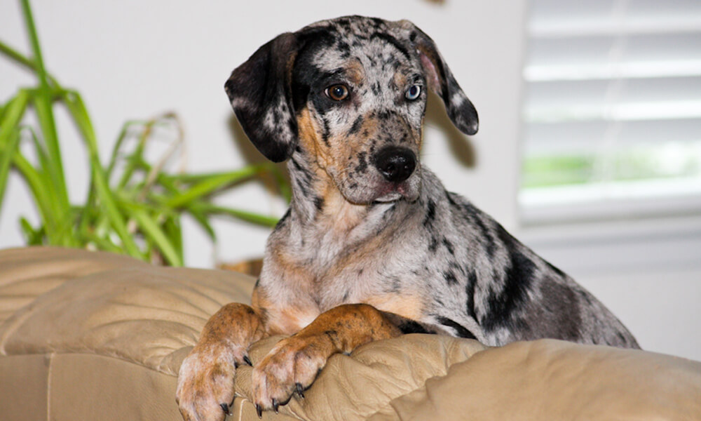 Catahoula Leopard Dog With Heterochromia