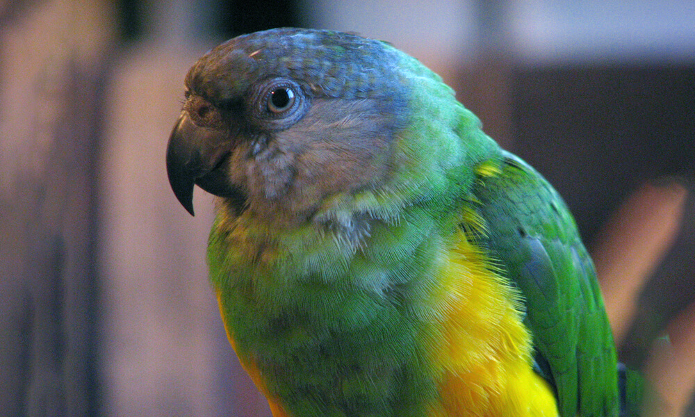 Pet Senegal Parrot Closeup Image