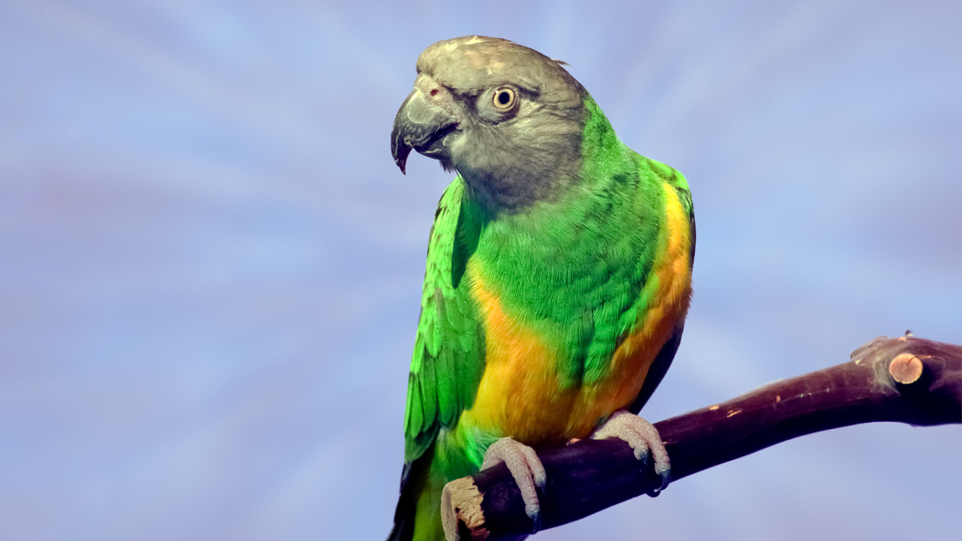 Pet Senegal Parrot Featured Image