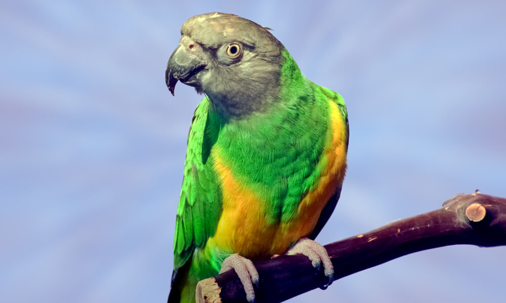 Pet Senegal Sitting on a Branch