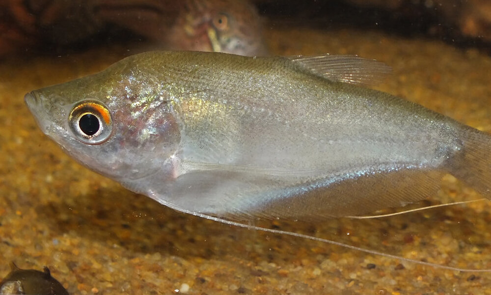 Moonlight Gourami Resting in a Tank