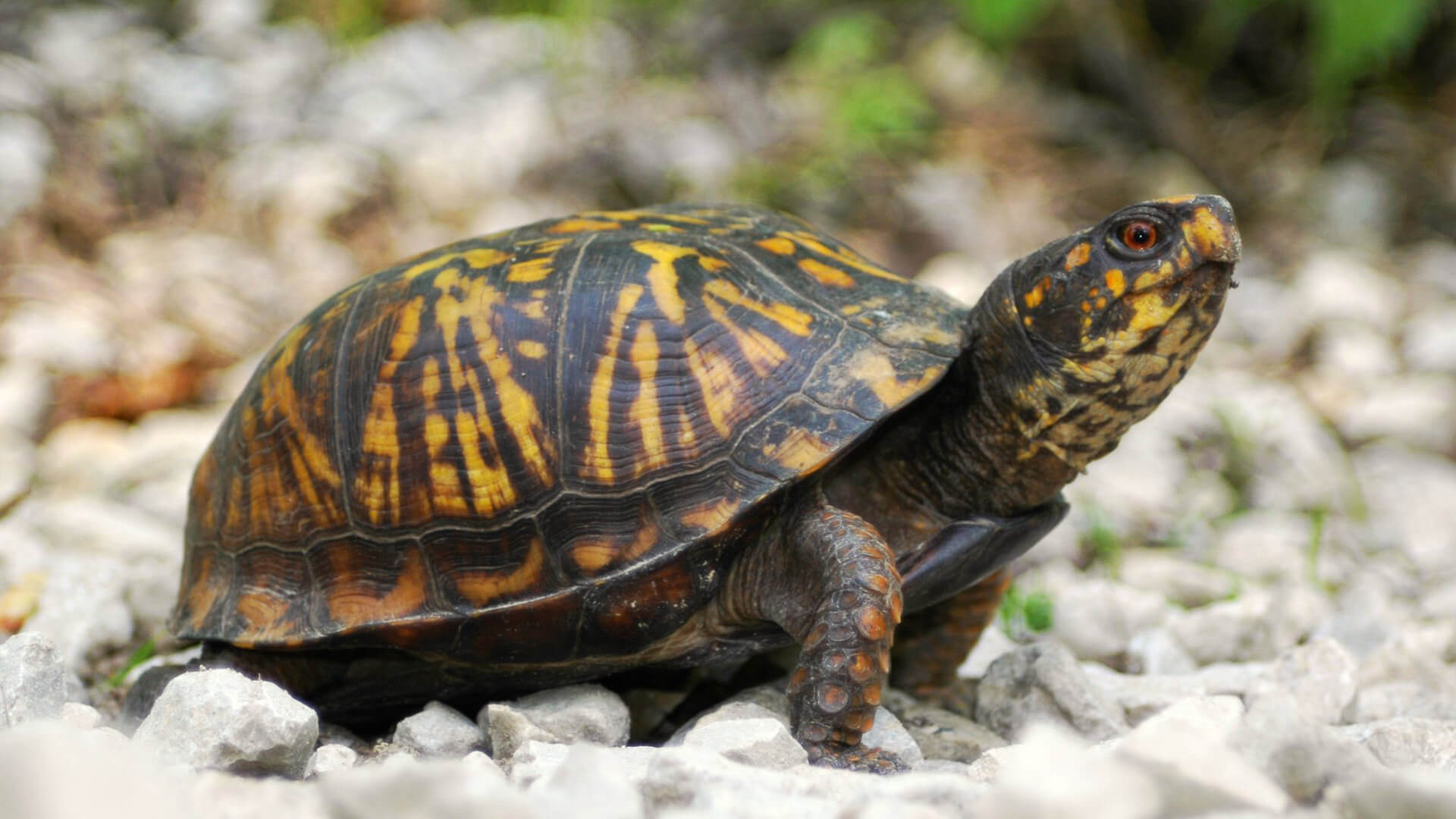 Box Turtle Featured Image