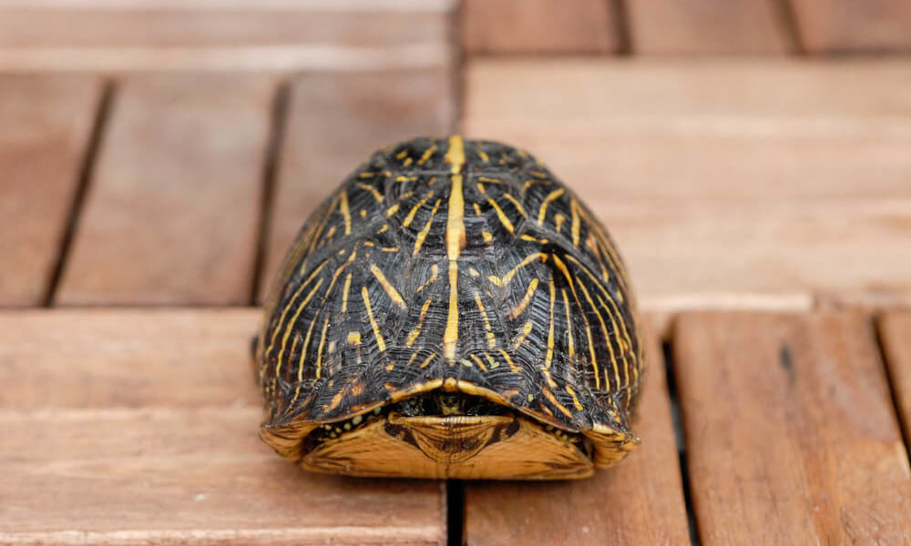 Box Turtle HIding Inside the Shell