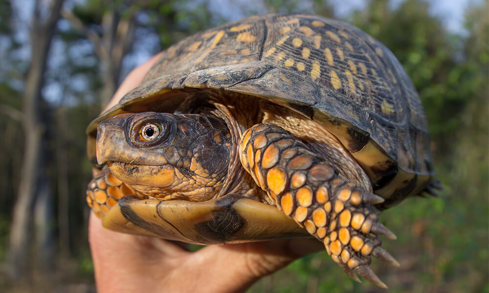 Box Turtle in One Hand