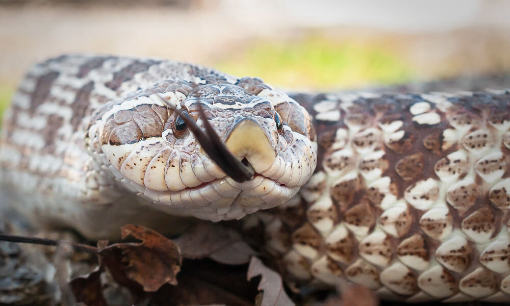 Hognose Snake Closeup Shot