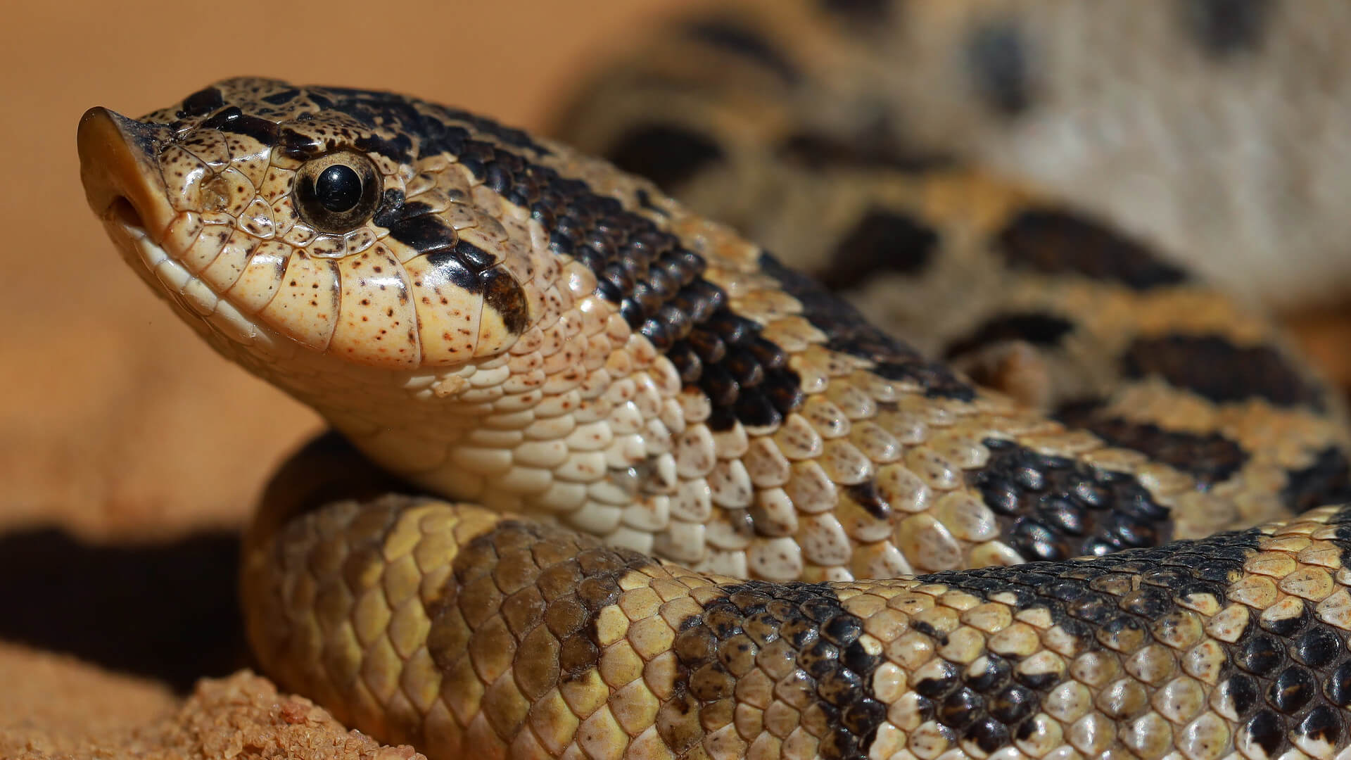 Hognose Snake Featured Image