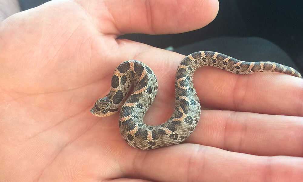 Hognose Snake in a Palm