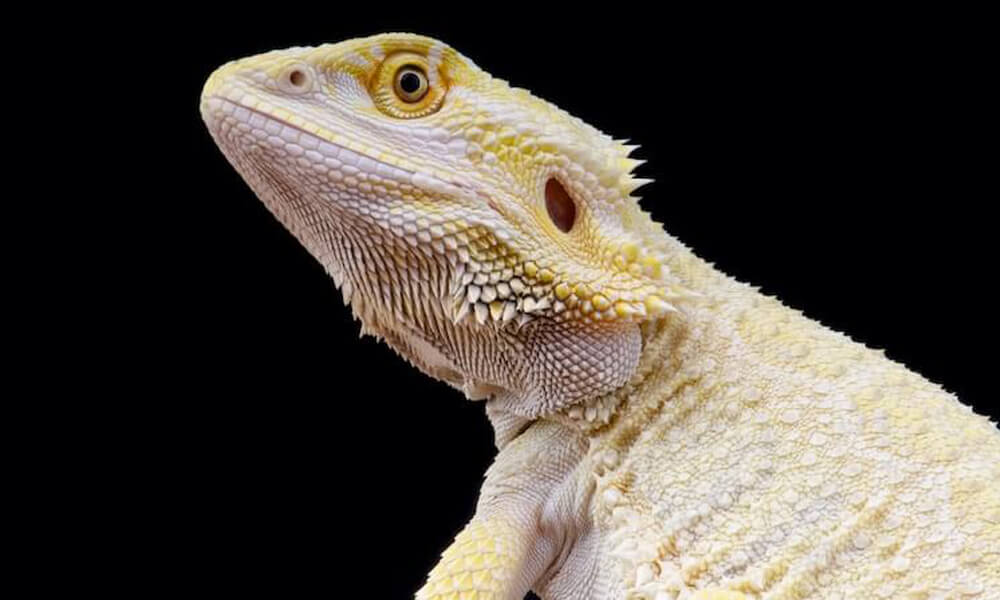 Pet Albino Bearded Dragon: Personality, Diet & Care 1