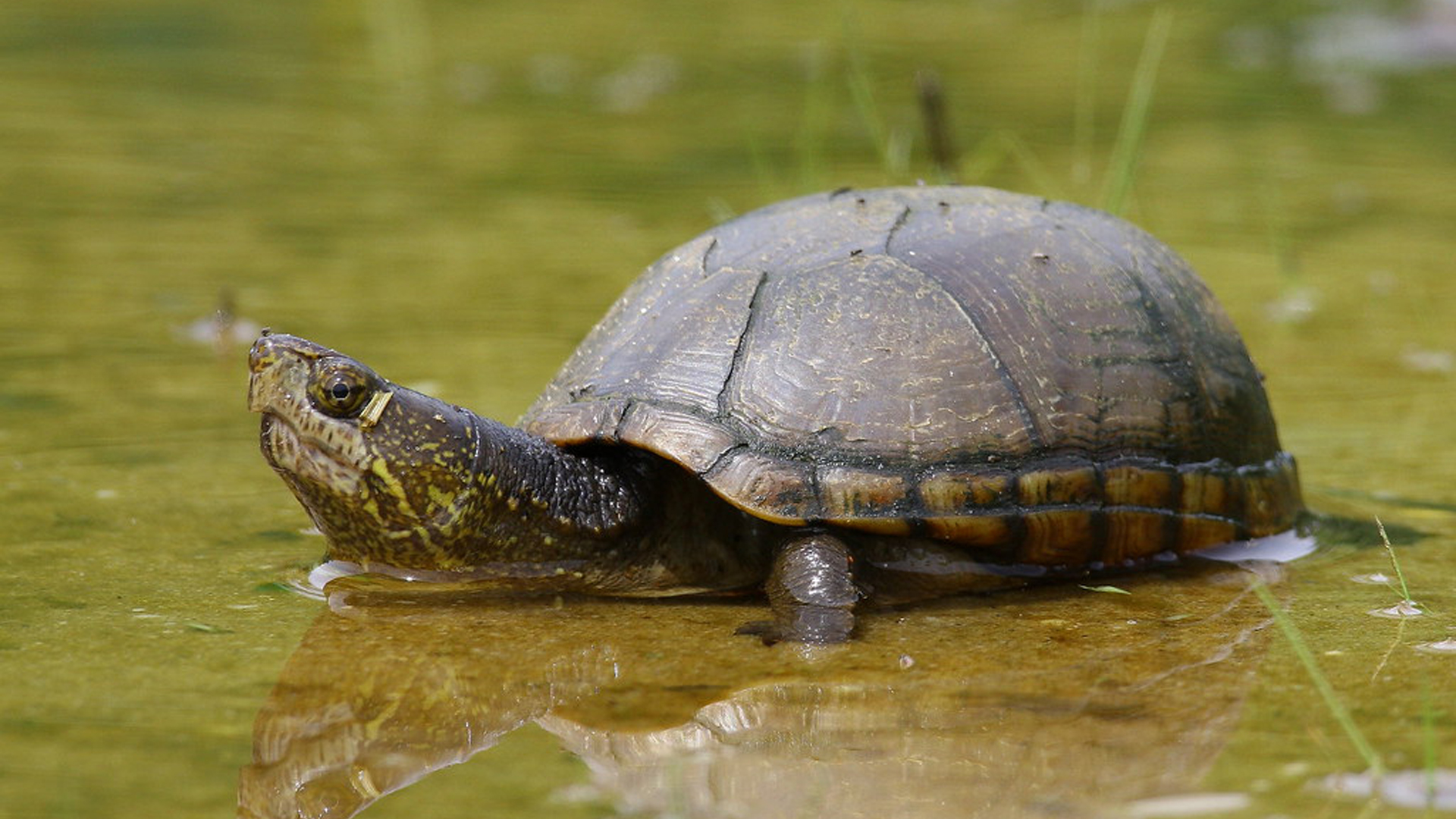 Pet Eastern Mud Turtle