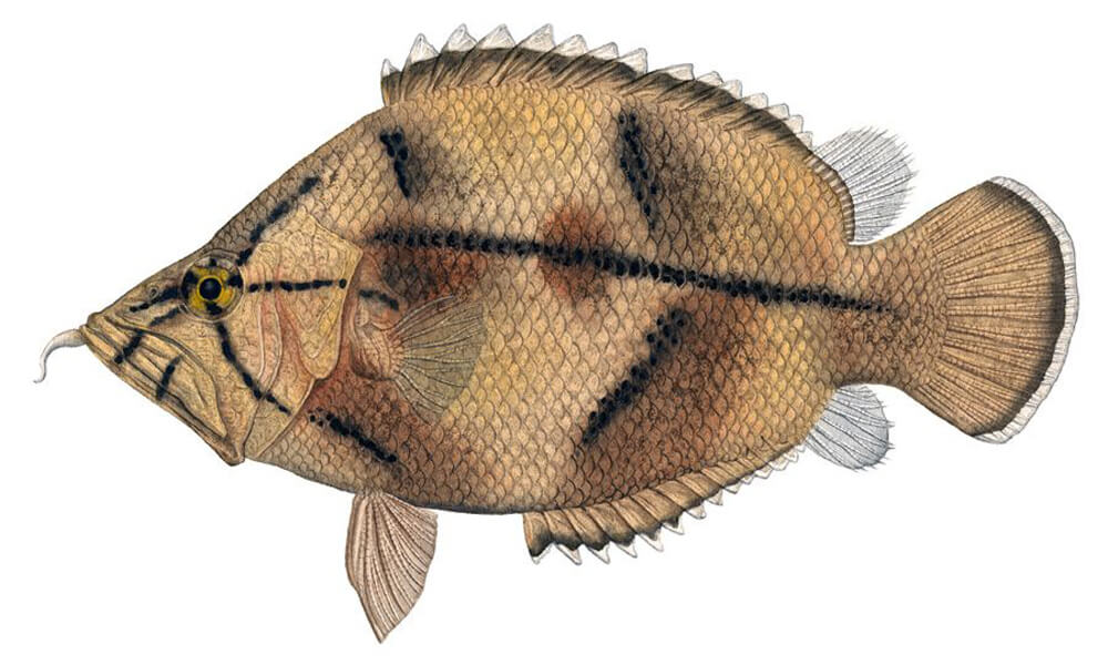 Pet Amazon Leaffish