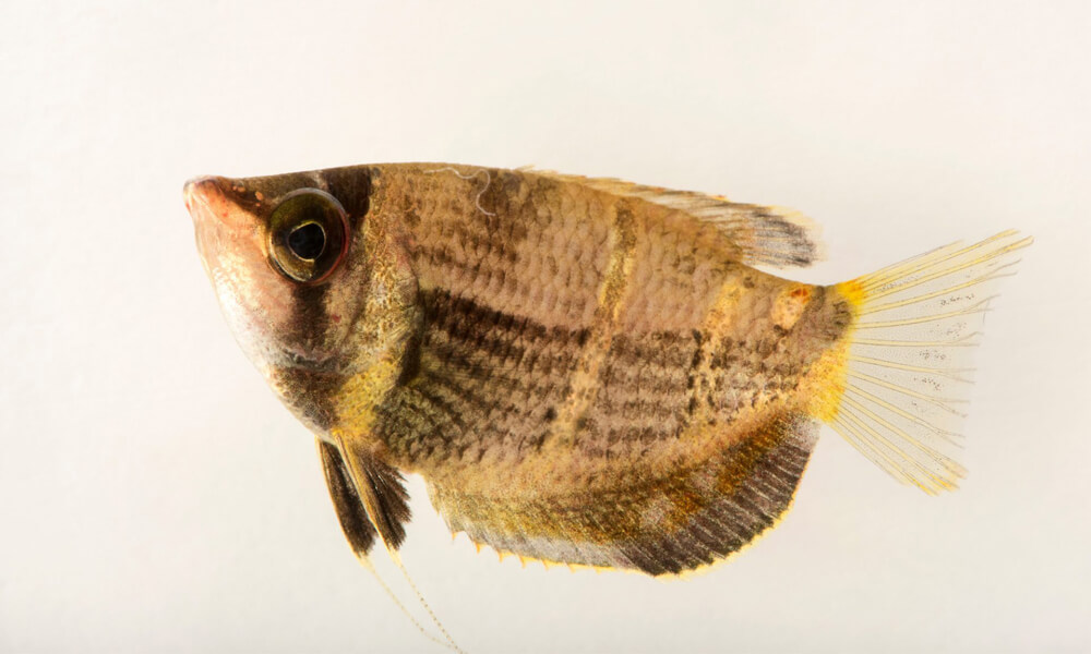 Pet Chocolate Gourami