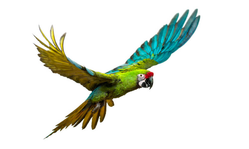 Military Macaw