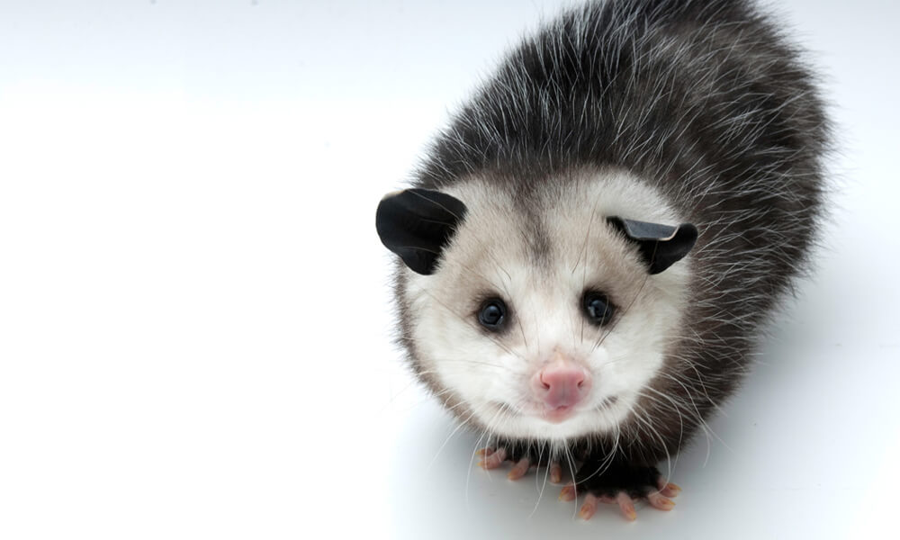 Pet Short-Tailed Opossum