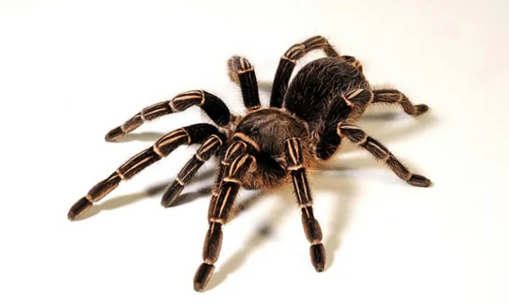 Pet Zebra Tarantula