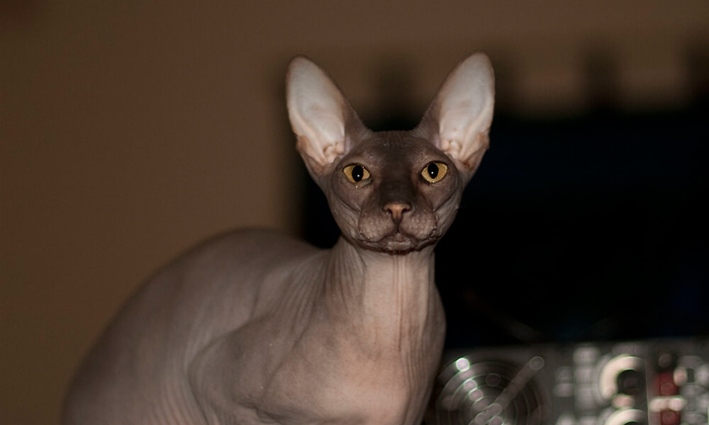 Peterbald Cat Close Image